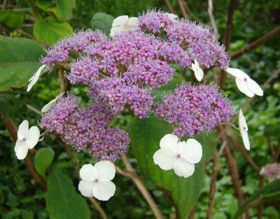 Hydrangea_A1.jpg