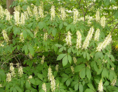 Aesculus_parviflora_800x800_80KB.jpg