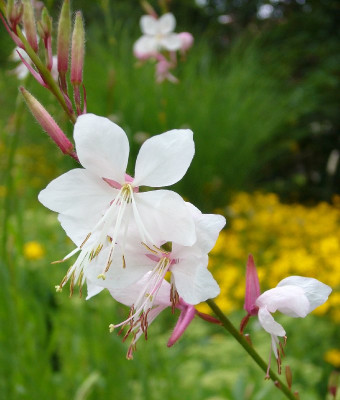 Gaura_lindheimeri_wei_800x800_80KB.jpg
