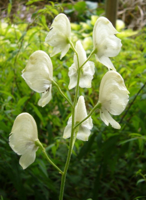 Aconitum_napellus_Schneewittchen_800x800_80KB.jpg