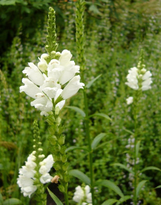 Physostegia_wei_800x800_80KB.jpg