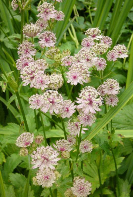 Astrantia_1_800x800_80KB.jpg