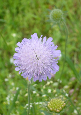 Scabiosa_800x800_80KB.jpg
