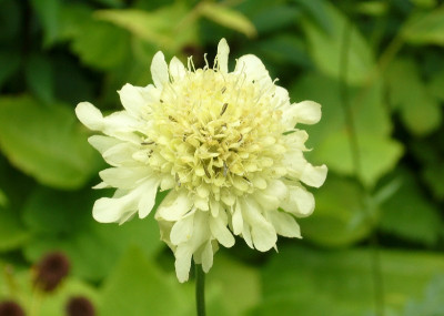 Scabiosa_ochroleuca_800x800_80KB.jpg