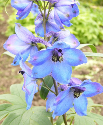 Delphinium_Waldenburg_800x800_80KB.jpg