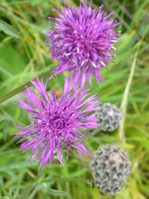 Flockenblume_A1_800x800_80KB.jpg