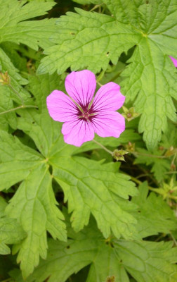 Geranium_1_800x800_80KB.jpg