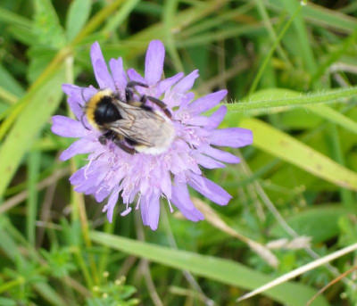 Scabiosa_Hummel_800x800_80KB.jpg