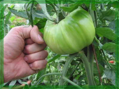 Verkleinert-Reif_Red_Heart.jpg