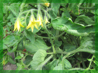 Verkleinert-Blutenaustrieb_aus__Blatt.jpg