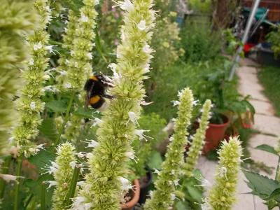 Hummel2anMonarde.jpg