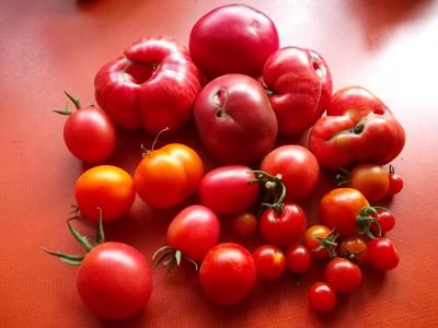 roteTomaten.jpg