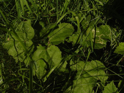 DSC378.jpg