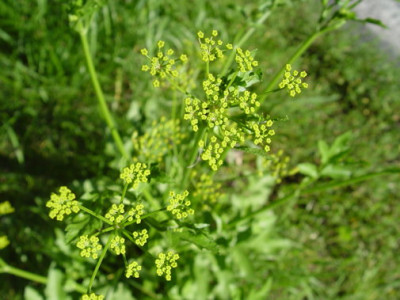 DSC376.jpg