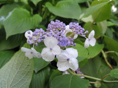 Hydrangea_involucrata_New_Love_Gartenpur.jpg