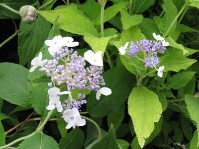 Hydrangea_involucrata_Vergleich_Gartenpur.jpg