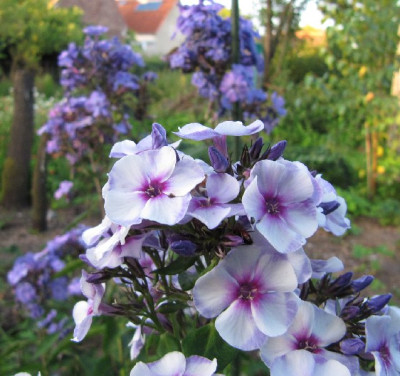 Phlox_Swirly_Burly_120723.jpg