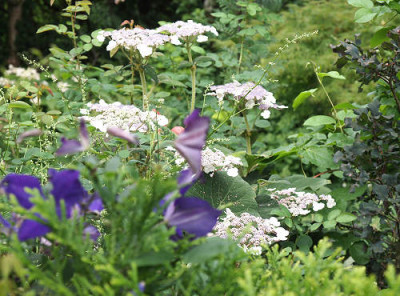Hydrangea_rB.jpg