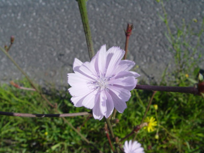 DSC384.jpg