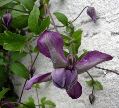 flore_pleno_01.jpg