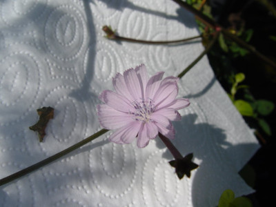 DSC387.jpg