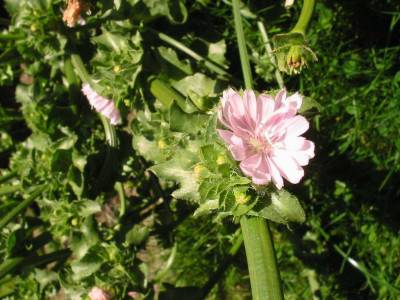 Rosa_Zichorienblute_2.jpg