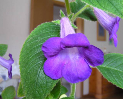 achimenes_mexicana_120724.jpg