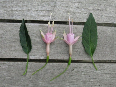 Fuchsia_Vergleich_Gartenpur.jpg