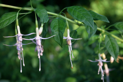 Fuchsie_winterhart1207a.jpg