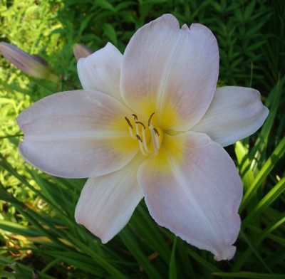 k-Lavender_Organdy.JPG
