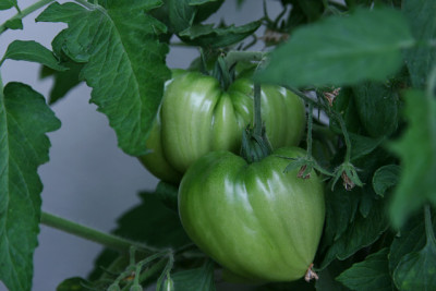 TomatenJuli0711a.jpg