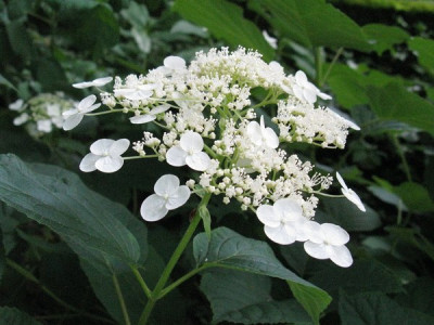 Hydrangea_arborescens_subsp_radiata__Gartenpur.jpg
