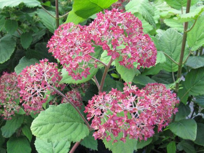 Hydrangea_arborescens_BELLA_ANNA_Gartenpur.jpg