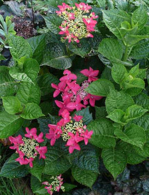 H_macr_kardinal_2012-07-18_173.jpg