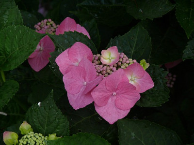 H_macr_Blaumeise_2012-07-18_171.jpg