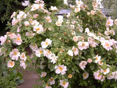 Rosa_Nevada.JPG