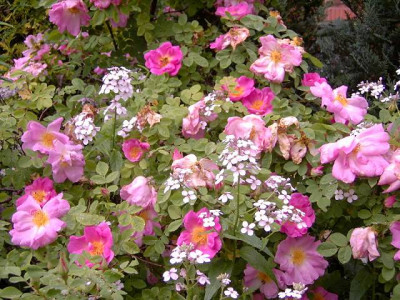 Rosa_Moyesii.JPG