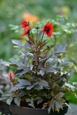 Dahlia-Dracula-Jul2612-2.jpg