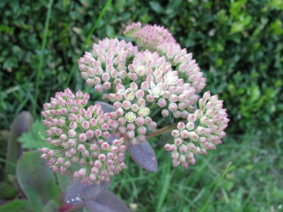 Sedum_Samling_gelb_Gartenpur.jpg