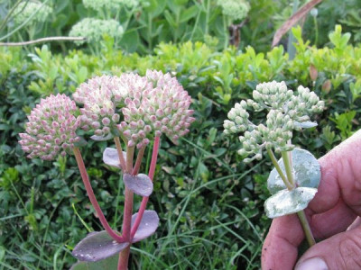 Sedum_Samling_Vergleich_Hab_Grey_Gartenpur.jpg