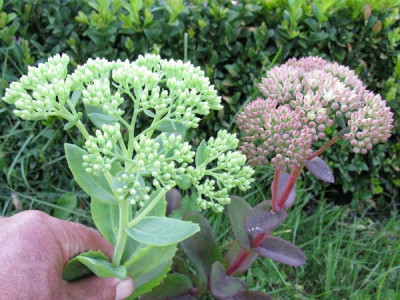 Sedum_Samling_vergleich_Herbstfreude_Gartenpur.jpg
