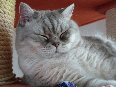 toby_als_buddha_2012-07-03_056.jpg