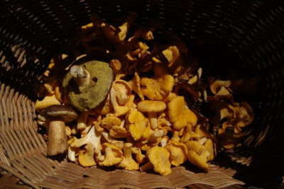 pilzernte_juli2012_zg.jpg