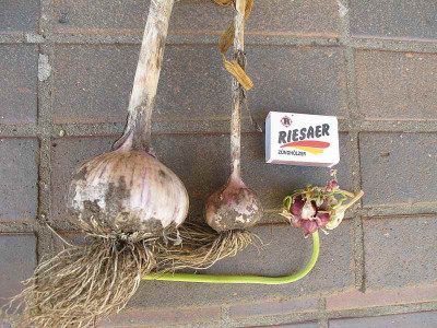 Knoblauch_27.7.12_ue.jpg