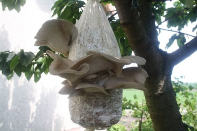 austern27.7.12.jpg