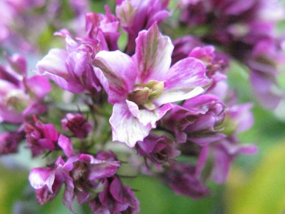 Phlox_paniculata_Natural_Feelings_2012_Gartenpur.jpg