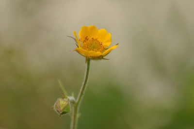 Geum_trolliae.jpg