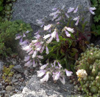Penstemon_hirsutus_Pygmaeus_2005-06-02_004.JPG