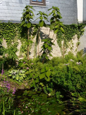 Hydrangea_sargentiana_Standort_Sonne_fars_2012.jpg