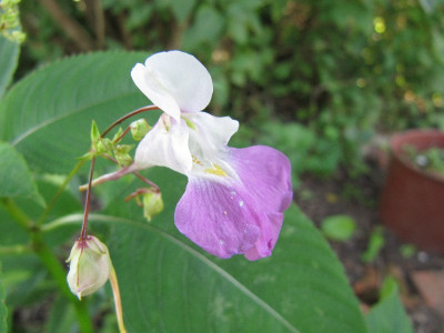 Impatiens_balfourii_120727.jpg